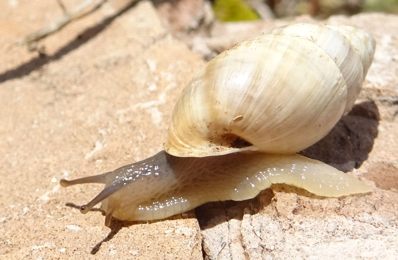 Zebrina detrita (Enidae)........con accoppiamento